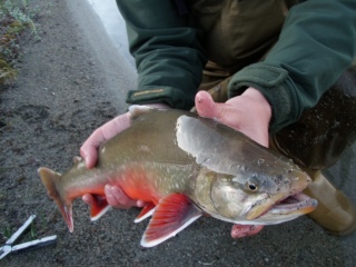 Nieri� (Rautu) 13,00 kg